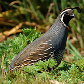 california-quail-sq