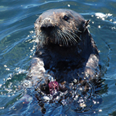 sea-otter-sq