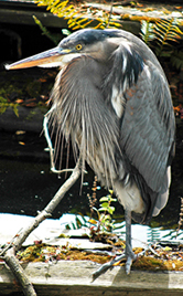 Great Blue Herons are commonly seen feeding in Portage Inlet and the Gorge Waterway