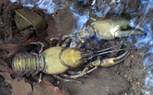 Crayfish are commonly found in the open reaches of Bowker Creek