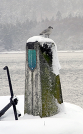 Gull on snowy monument
