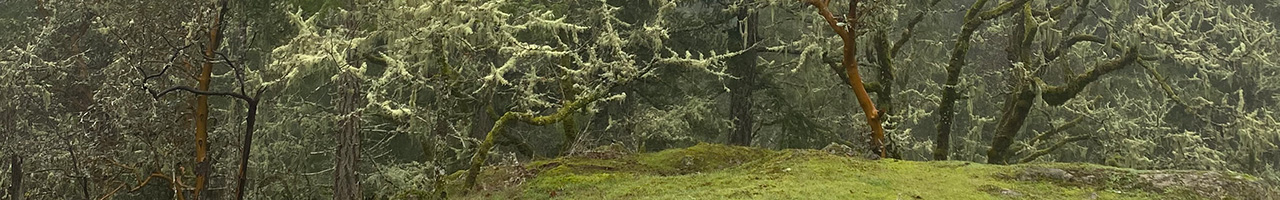 Mountain Forest Regional Park